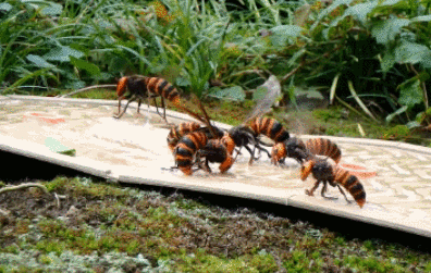 微信图片_20210728172932.gif